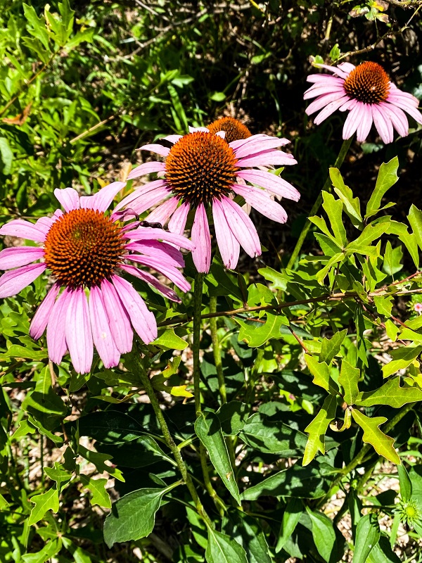 350B824E-B60F-4FD1-9A2F-3E4C6A5D0AF4